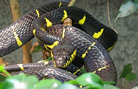 mangrove snake