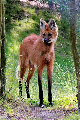 Гривистый волк (Chrysocyon brachyurus)