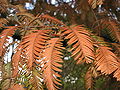 Metasequoia glyptostroboides in the fall