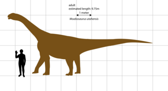 Moabosaurus utahensis size comparison