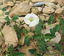 M. emarginata flower