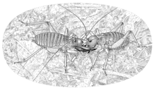 Motuweta illustrated by Des Helmore