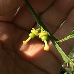 Fruit starting to develop