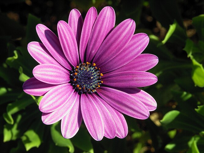 Цветок капской маргаритки (Osteospermum ecklonis)