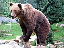 Brown bear at the Pyrenees Animal Park