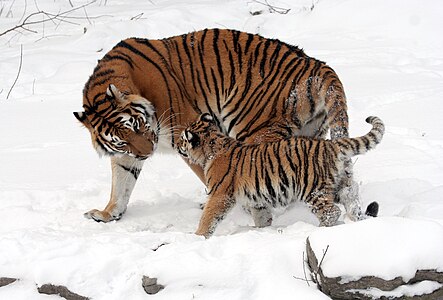 Siberian tiger with cubs, by Dave Pape