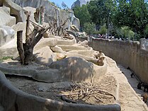 Enclos des babouins de Guinée en 2006.