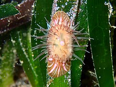 L'espèce Paractinia striata est parfois classée parmi les Hormathiidae, mais le WoRMS la considère non-classée.