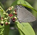 On Santalum album (chandan) in Hyderabad, India