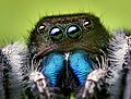 Phidippus audax