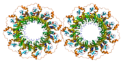 RAD52, involved in DNA repair