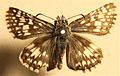 Pyrgus communis