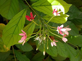 Квисквалис индийский (Quisqualis indica)