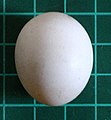 Egg of a senegal parrot, a bird that nests in tree holes, on a 1 cm (0.39 in) grid