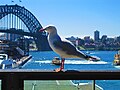 Željeznička stanica Circular Quay, Sydney