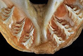 Central teeth