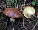 Suillus brevipes