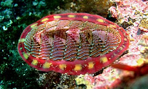 Tonicella lineata, un chiton (polyplacophore)