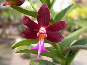 Trichoglottis atropurpurea