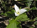 Trillium camschatcense