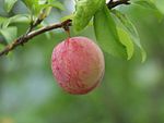 中國李 Chinese plum