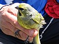 Male Yellow-bridled Finch (Melanodera xanthogramma)