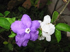 紫色の花と白色の花