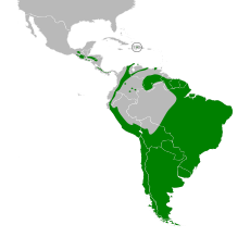 Distribución del chingolo