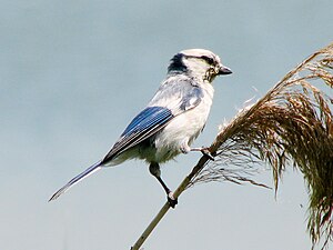 Mésange azurée en Russie (Cyanistes cyanus)