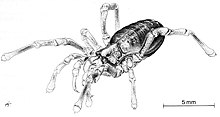 A black-and-white drawing of an Oncopus truncatus Thorrell, facing right, with 8 legs