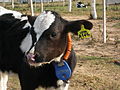 Calf with a non-electronic ear tag, numbered collar and transponder (blue device)