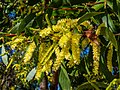 Acacia leiocalyx inflorescences, 7th Brigade Park, Chermside, Queensland.