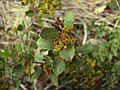 Rhamnus alaternus in flower