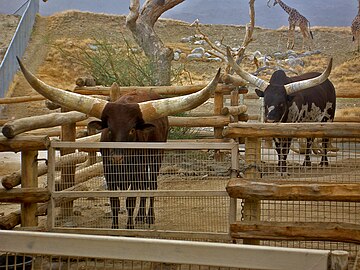 Bulls at the Living Desert Museum in California
