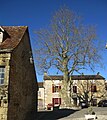 L'arbre de la liberté en hiver.