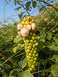 Theba pisana sur infrutescences d'Arum maculatum, dans les dunes atlantiques.