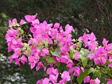 Bougainvillea sp.