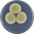 Aspergillus karnatakaensis growing on CYA plate