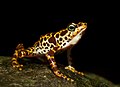 Atelopus certus