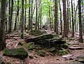 Bavarian Forest National Park