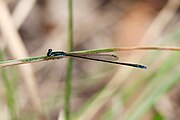 Male, Cairns Queensland