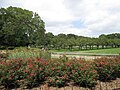 Cranford Rose Garden et Cherry Esplanade