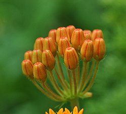 বাটারফ্লাই উইড গাছের কুড়ি