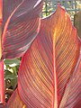 Canna (Variegated Group) 'Phasion'