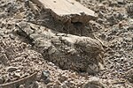 Egyptian nightjar nests in open sand with only its camouflaged plumage to protect it.