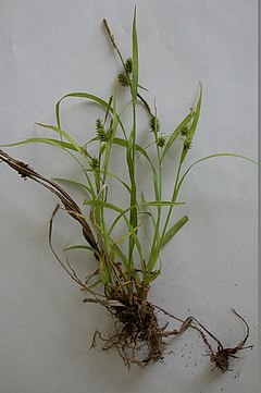 Description de l'image Carex japonica higokusa04.jpg.