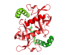 A small dimer representing the structures of two toxin molecules is associated with the c-terminal domains of the associated antitoxin molecules in the ccdAB addiction module.