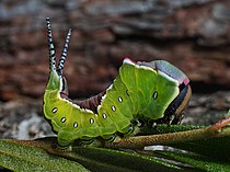 Caterpillar, 3rd instar