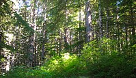 Chilkoot catchment covered with rain forests