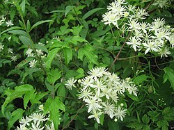 Clematis apiifolia